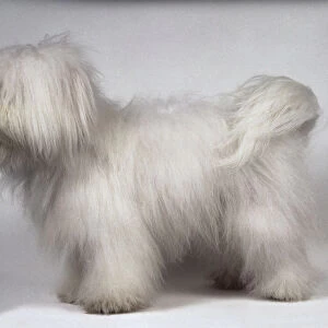 A Coton de Tulear dog with a long dense white topcoat, side view, fluffy, white