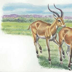 Couple of Kobs Kobus kob, illustration