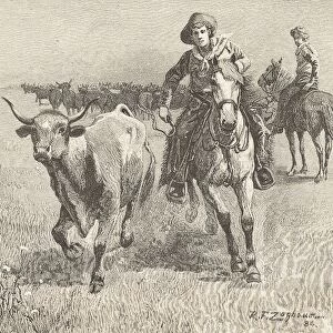 Cowboy going after a steer that has left the herd during a cattle drive: Montana