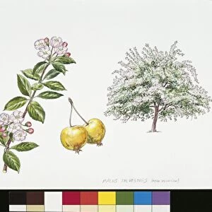 Crab apple tree (Malus sylvestris), plant with leaves and flowers, illustration