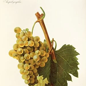 Cramposie grape, illustration by J. Troncy