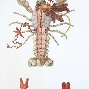 Three crayfishes (astacus fluviatilis), illustration