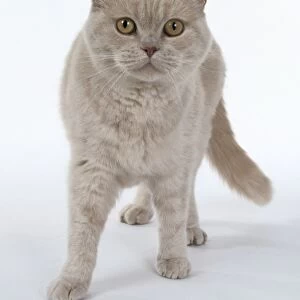 Cream British shorthaired cat with short neck, standing, front view