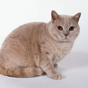 Cream European shorthaired cat with copper eyes and pink nose, sitting