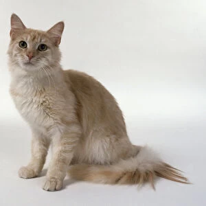 Cream Silver Tabby Maine Coon cat with tabby markings on leg and white markings on chin, sitting