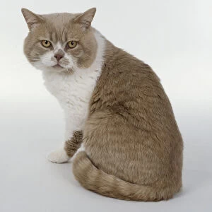 Cream and White British shorthaired cat with white blaze on face and cobby body shape, sitting