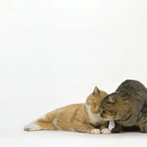 Cream and white short-haired cat rubs head with short-haired brown ticked tabby cat