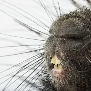 Crested porcupine (Hystrix cristata), close-up on nose and teeth