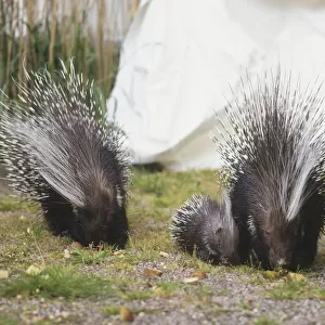 Two crested porcupines with their offspring in garden, front view