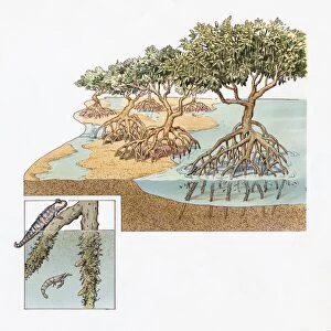 Cross-section of Mangrove Swamp in Ecuador with inset showing Mudskipper and Shrimp