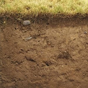 Cross-section of soil underneath lawn