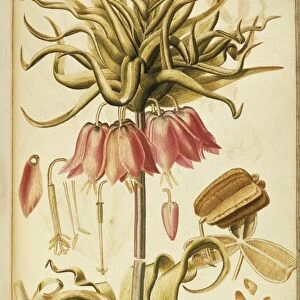 Crown Imperial or Kaisers Crown (Fritillaria imperialis), Liliaceae by Francesco Peyrolery, watercolor, 1755