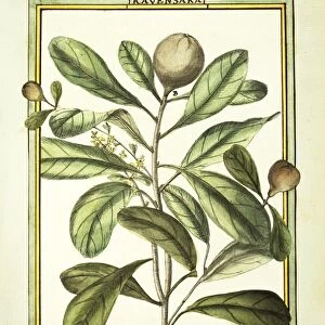 Cryptocarya Aromatica, watercolour by Delahaye, 1789