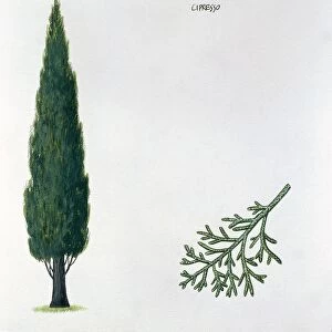 Cupressaceae - Mediterranean Cypress Cupressus sempervirens, illustration