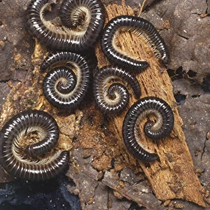 Cylinder Millipedes (Julidae) curled on rotting log, view from above