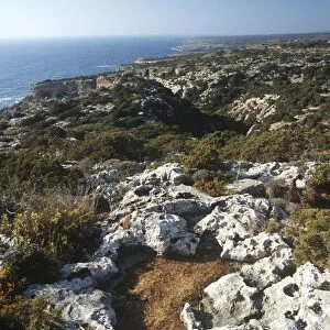 Cyprus, Akamas Peninsula, vegetation along coast