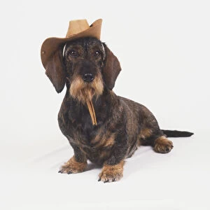 Dachshund (Canis familiaris) wearing a cowboy hat, front view