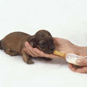 Dachshund puppy (Canis familiaris) being bottle-fed