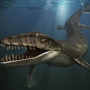 Dakosaurus in sea
