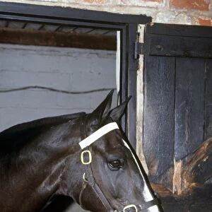 Dark brown and white horse looking over stable door, profile