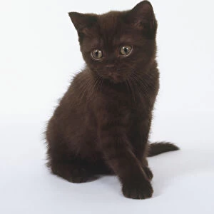 A dark-chocolate shorthair kitten sitting down, facing forward