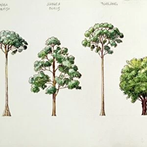 Dark Red Meranti, Shorea ovalis, Mengaris Tree, Fragrant Nutmeg, Durian, Jackfruit, areca nut palm and Chinese Banyan Tree, illustration