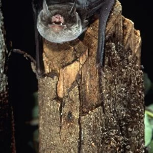 Davys naked-backed bat (Pteronotus davyi) showing its teeth
