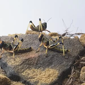 Three Desert Locusts (Schistocerca gregaria), side view
