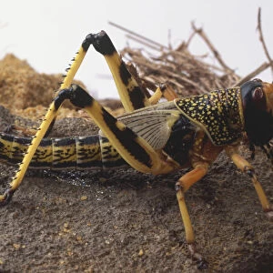 Desert Locusts, sensitive antennae, compound eyes, hard collar protecting thorax, segmented abdomen, long strong back legs with sharp spines, side view