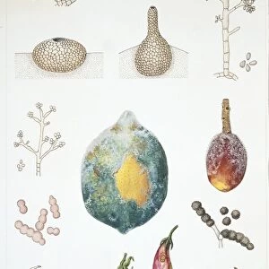 Deuteromycota, illustration