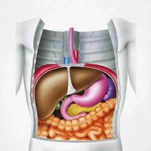 Digestive system, diaphragm, liver, stomach, intestine, drawing