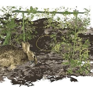 Digital composite illustration of rabbit near improvised snare