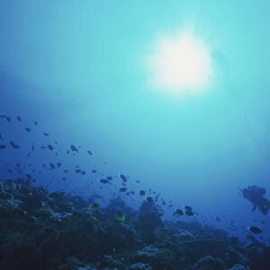 Diver swimming near shoal of fish