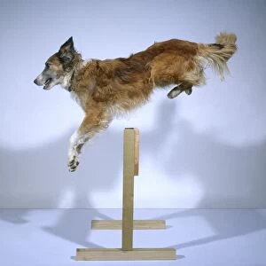 Dog jumping over hurdle, side view