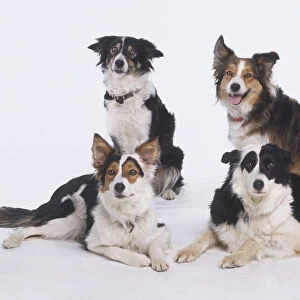 Four Dogs (Canis familiaris), two sitting and two lying on their side, front view, looking at camera
