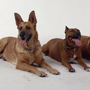 Three dogs resting side by side and panting
