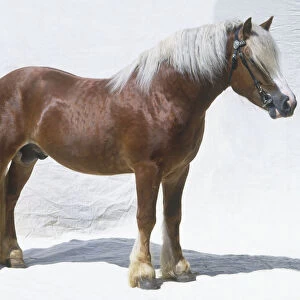Dole Gudbrandsal horse, standing, side view
