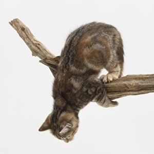 Domestic Cat, felis catus catus, perched on tree branch, view from above