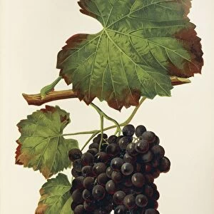 Donzellinho gallego grape, illustration by J. Troncy