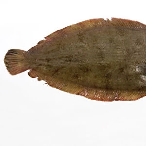 Dover sole on white background