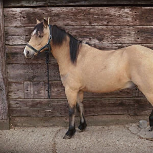 Dun pony, with light and dark brown fur, side view