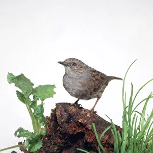 Dunnock or Hedge sparrow (Prunella modularis) perching on decayed tree trunk surrounded by greenery