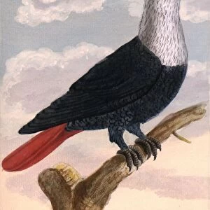 Dutch Pigeon