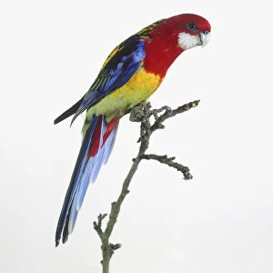 Eastern Rosella parrot (Platycercus eximius) on a branch