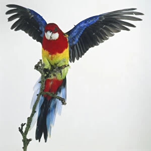 Eastern Rosella (Platycercus eximius) with wings extended to the sides, front view