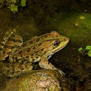 Edible Frog. Rana Esculenta