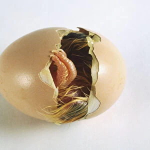 Egg (Gallus gallus) on side with chick hatching out