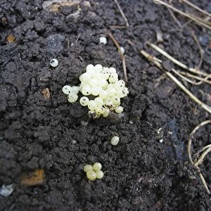 Eggs of Garden Snail (Helix aspersa) on wet soil