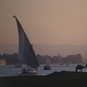 Egypt, Luxor, felucca boats on the River Nile and a single camel on the shore at sunset