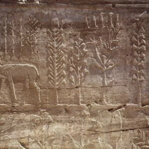 Egypt, Luxor Governorate, Karnak, Thutmose III botanic garden, Bas-relief, Precinct of Amun-Re